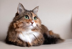 Domestic Long Hair  Cat. Close-up of a red cat looking at the camera. A beautiful  cat with green, intelligent eyes. The cat's coat is tricolored: white, red, and black. Long-haired cat