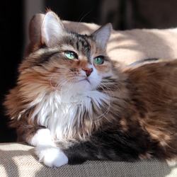 Domestic cat. A beautiful old cat with green intelligent eyes. Tricolor cat hair: white, red and black. The cat is lying on the sofa in the sun.  close-up