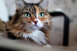 Domestic Long Hair Cat. A beautiful cat with green, intelligent eyes. The cat's coat is tricolored: white, red, and black.