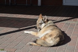 Rear view shot of mixed breed lightbrown  and white wolf dog lying in sun on tiles, at Lakolk on Rømø (Roemoe) island on west coast of 
Southern Denmark