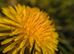  A side profile of yellow dandelion flower in natural setting in marco
