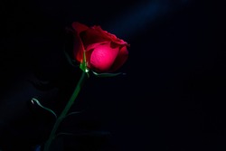 Red rose whit black background