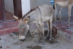 Exhausted donkey recovering in the shade in Lamu on Lamu Island, Kenya