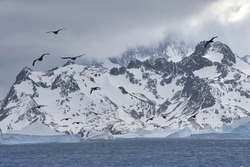 Cooper Bay, Floating Icebergs, South Georgia, South Georgia and the Sandwich Islands, Antarctica