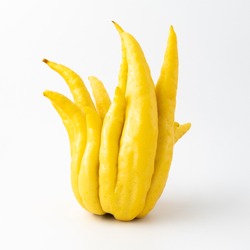 Yellow Buddha's hand fruit (open hand) on white background,  ornamental citrus with magnificent fruit shaped like a hand. Fruit is yellow and unusual as it is all rind, no flesh or seeds