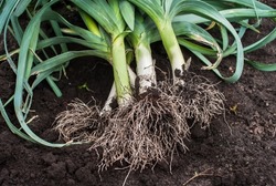 Fresh leeks with roots are lying on the ground. Harvesting leeks 