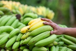 Bananas are plentiful and men's hands A middleman who buys bananas from farmers. Bananas are green and yellow. Almost fully ripe, Thai agricultural bananas are sweet and delicious.
