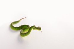 injured green snake on white background Shadows from the studio