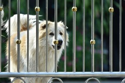 A fierce dog is inside a fenced house.