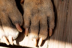 Close view of the long claws of a shiatsu dog on a wood deck half in the shade.