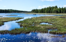 Distant beaver dam amid a small pond and forest surrounded marshland along the Down East Sunrise Trail in Maine on a summer day.