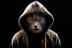 Angry Cat wearing a Hoodie