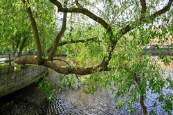 Big tree branch hanging over river in Orebro Sweden