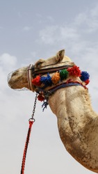 Camel Portrait close-up in Saudi Arabia. Portrait Photography. 