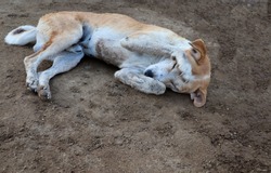 Shy dog sleeping on ground