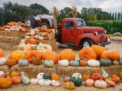 A selection of colourful gourds and pumpkins provides the seasonal touch for a new autumn display.