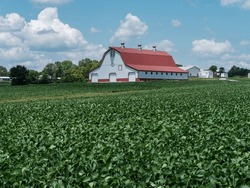 Midsummer agricultural field bursting with greens with stylish red roof barn in Missouri