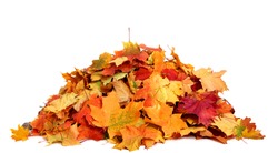 Pile of autumn colored leaves isolated on white background.A heap of different maple dry leaf .Red and colorful foliage colors in the fall season 