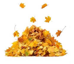 Vibrant fall colors. Pile of autumn colored leaves isolated on white background.A heap of different maple dry leaf .Red, yellow, orange and green foliage in the fall season
