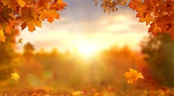 Sunny autumn day with beautiful orange fall foliage in the park. Ground covered in dry fallen leaves lit by bright sunlight. Autumn landscape with maple trees and sun. Natural background