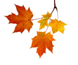 Branch of autumn leaves  isolated on white background