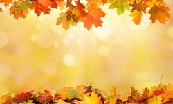 autumn background with maple leaves