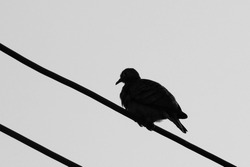Birds Silhouette on power line.