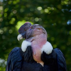 Male Andean Condor up close head and shoulders against a green background.