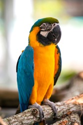 McCaw Parrot Florida Bird Aviary