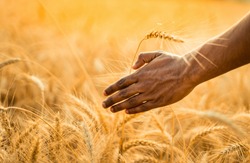 Man hand caring his wheat ear in his wheat field close-up . Sunny day and shiny background .