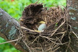 A blue bird egg in a nest in a tree.
