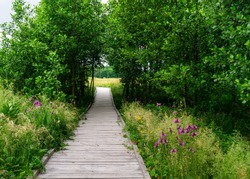 Green nature gateway of tree branches on flowering meadow. Wooden pathway goes through gate. Summer adventure landscape in Polesie National Park in Poland.