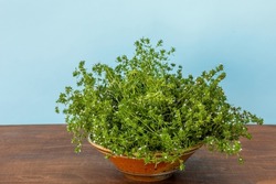 Summer savory (Satureja hortensis) plant herb in ceramic bowl on a table.