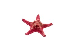 Small red starfish isolated on a white background for cutting and pasting into a design layout. Starfish isolate on solid blank background and copy space. High quality photo