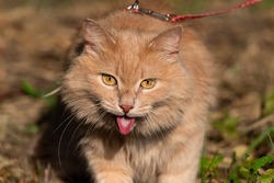 A fluffy red Siberian cat is walked on a leash or harness in very hot weather outside in summer. A pet on the verge of heatstroke breathes with its tongue sticking out in close-up.