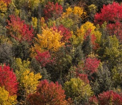 Vivid fall colour in Ontario boreal forest