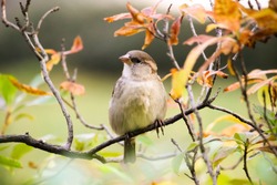Sparrow bird sitting on tree branch. Sparrow songbird (family Passeridae) sitting and singing on tree branch amidst yellow and green leaves close up photo. Bird wildlife scene.