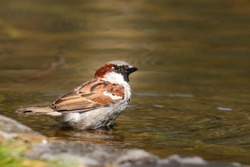 Sparrow bird sitting on water pond. Sparrow songbird (family Passeridae) refreshing, drinking and bathing inside clear water pond with ripples and reflections. Bird wildlife scene.