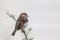 Sparrow bird perched on tree branch. House sparrow songbird (Passer domesticus) sitting singing on brown wood branch isolated on bright background. Sparrow bird wildlife.