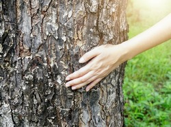 young female hand touching old tree bark with the sun shining, protect nature green eco-friendly lifestyle.                   