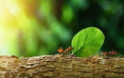 Ants carry the leaves back to build their nests, carrying leaves, close-up. sunlight background. Concept team work together.                                            