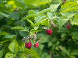 red raspberry berries hang on the branches. raspberry plantation raspberry bush with berry.