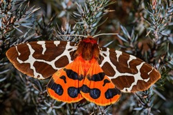 Garden Tiger moth - Arctia caja, beautiful colored moth from European forests and woodlands, Zlin, Czech Republic.