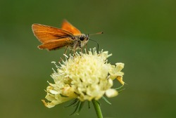 Essex Skipper - Thymelicus lineola, beautiful small orange butterfly from European meadows, Havraniky, Czech Republic.
