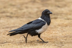 Pied Crow - Corvus albus, large black and white crow from African woodlands and gardens, Simien mountains, Ethiopia.