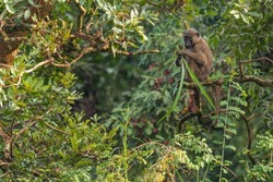 Olive Baboon - Papio anubis, large ground primate from African bushes and woodlands, Bale mountains, Budongo forest, Uganda.