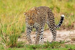 Leopard - Panthera pardus, beautiful iconic carnivore from African bushes, savannas and forests, Queen Elizabeth National Park, Uganda.