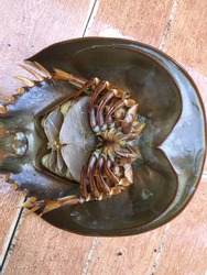 Female horseshoe crab, sharp and long stiff tail, with eggs in the carapace, living in the Gulf of Thailand