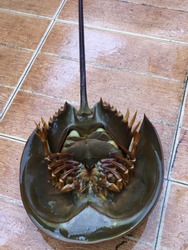 Female horseshoe crab, sharp and long stiff tail, with eggs in the carapace, living in the Gulf of Thailand
