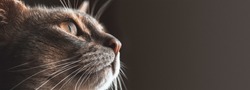The cat's head in close-up on the left side of the frame looks at the dark gray copywriting area on the right side of the frame. Photo of the cat for the banner.